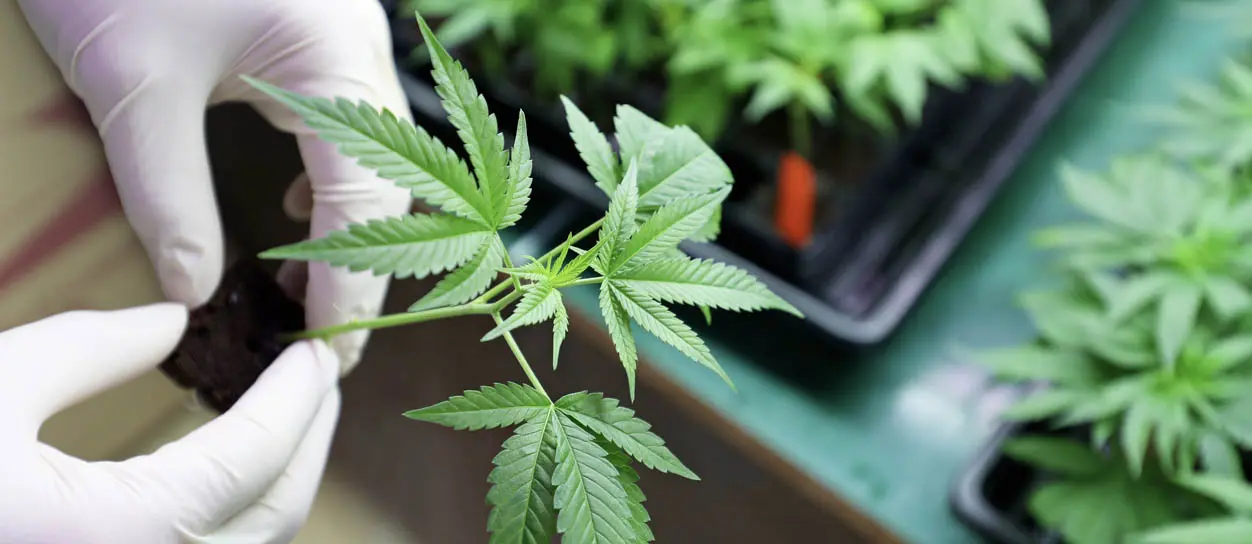 Top Five Reasons to Study Cannabis at Beal University